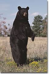 black bear from http://www.theredneckhunter.com/id31.html